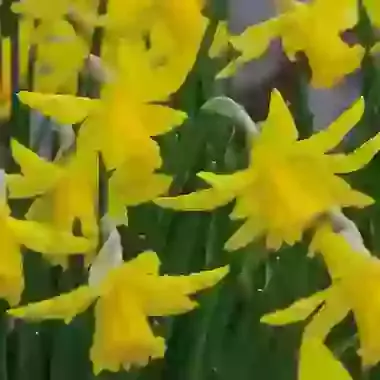February Gold